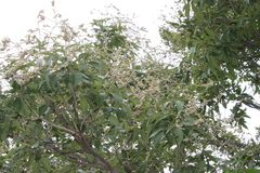 Vitex pinnata